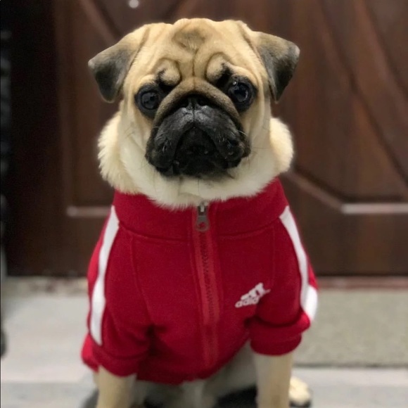 Adidog Red Hoodie - Picture 3 of 4